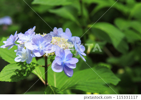 花卉文化園區，繡球園盛開 115331117