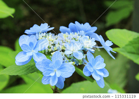 Flower Culture Garden: Hydrangea Garden in full bloom 115331119