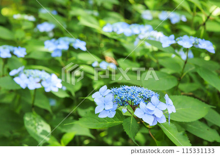花卉文化園區，繡球園盛開 115331133