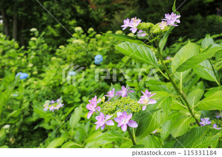 Flower Culture Garden: Hydrangea Garden in full bloom Flower Culture Garden: Hydrangea Garden in full bloom 115331184