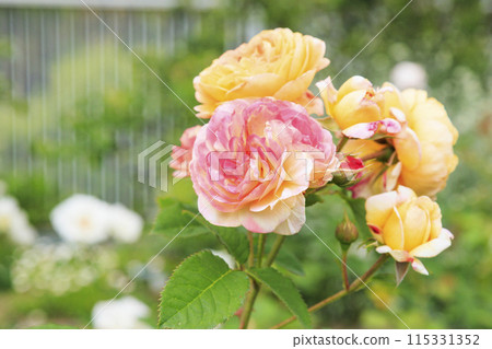 花卉文化園，玫瑰園盛開 115331352