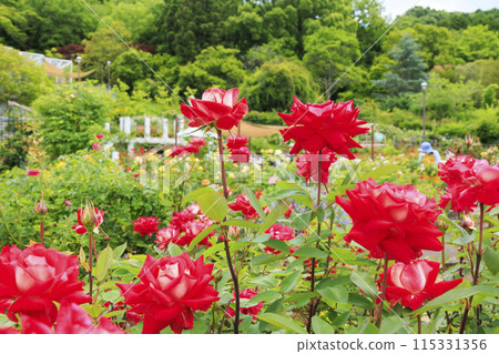 花卉文化園，玫瑰園盛開 115331356