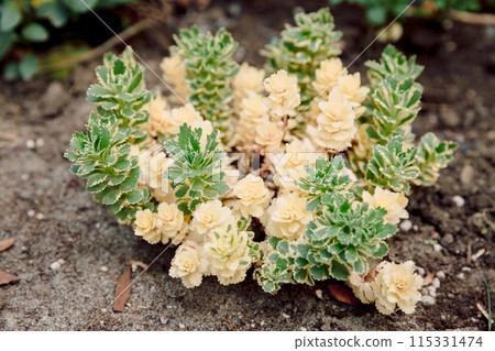 Sedum takesimense Atlantis or Takeshima Stonecrop plant 115331474