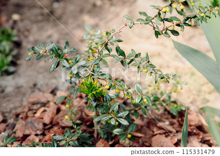 Berberis darwinii, young evergreen plant in summer garden Berberis darwinii, young evergreen plant in summer garden 115331479