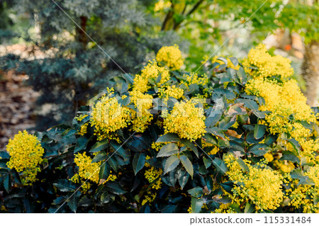 Oregon Grape with yellow flowers in spring, close up view of flowering mahonia Oregon Grape with yellow flowers in spring, close up view of flowering mahonia 115331484