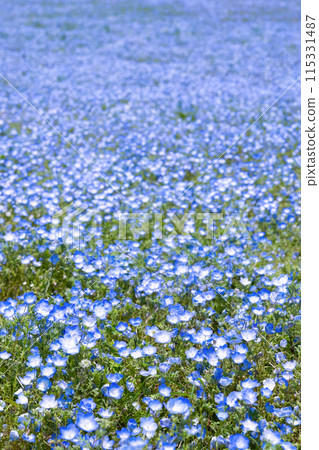Nemophila at Hitachi Seaside Park, Hitachinaka City, Ibaraki Prefecture 115331487