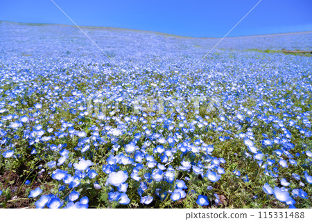Nemophila at Hitachi Seaside Park, Hitachinaka City, Ibaraki Prefecture 115331488