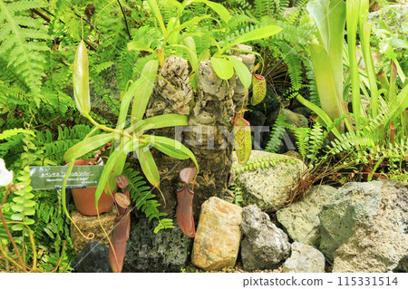Flower Culture Garden: Plants in the Large Greenhouse 115331514