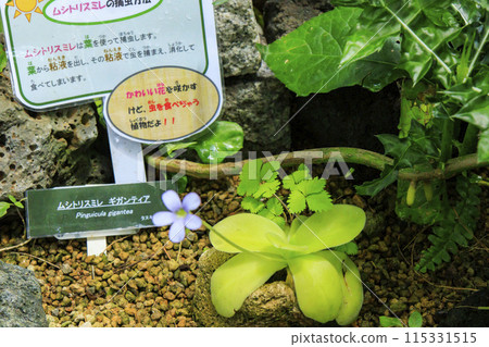 花卉栽培園-大溫室裡的植物 115331515