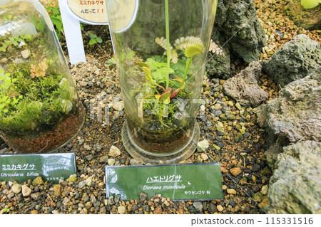 Flower Culture Garden: Plants in the Large Greenhouse 115331516
