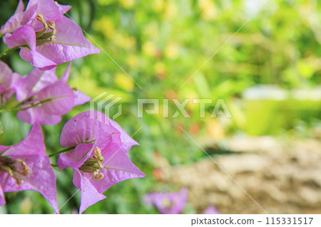 花卉栽培園-大溫室裡的植物 花卉栽培園-大溫室裡的植物 115331517
