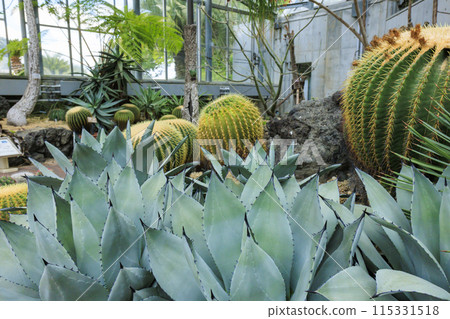 Flower Culture Garden: Plants in the Large Greenhouse 115331518