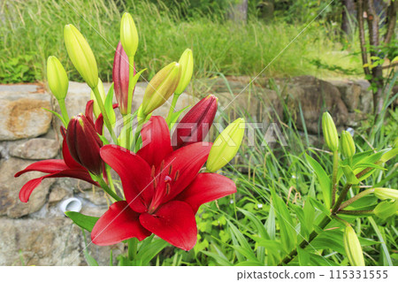 Flower Cultural Garden: Lilies in full bloom 115331555