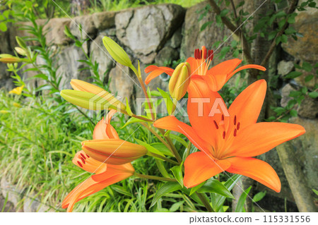 花卉文化園,百合花盛開 花卉文化園,百合花盛開 115331556