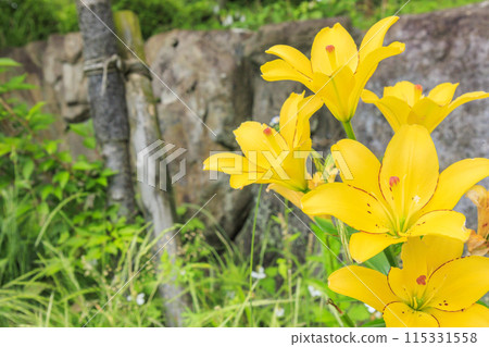 Flower Cultural Garden: Lilies in full bloom 115331558