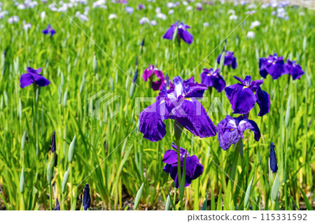 神奈川縣小田原市小田原城的鳶尾花 神奈川縣小田原市小田原城的鳶尾花 115331592