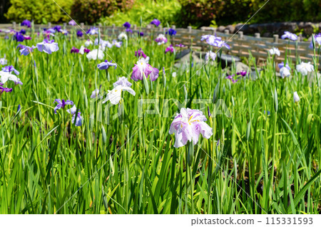 神奈川縣小田原市小田原城的鳶尾花 115331593