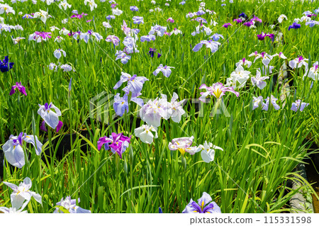 Odawara City, Kanagawa Prefecture Iris of Odawara Castle 115331598