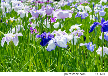 Odawara City, Kanagawa Prefecture Iris of Odawara Castle Odawara City, Kanagawa Prefecture Iris of Odawara Castle 115331601