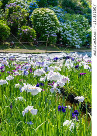神奈川縣小田原市小田原城的鳶尾花 115331607