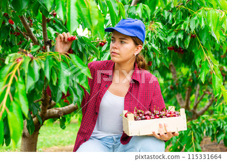 Woman farmer picking sweet cherries in orchard Woman farmer picking sweet cherries in orchard 115331664