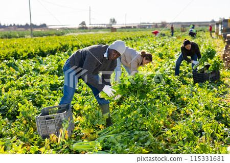 Positive farmers harvesting celery together in field 115331681