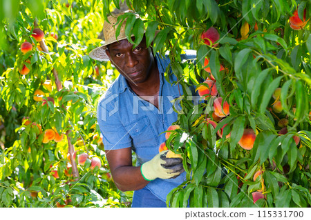 Hired worker harvests peaches in an orchard closeup Hired worker harvests peaches in an orchard closeup 115331700