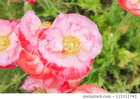 Flower Culture Garden: Early summer flowers in full bloom 115331743