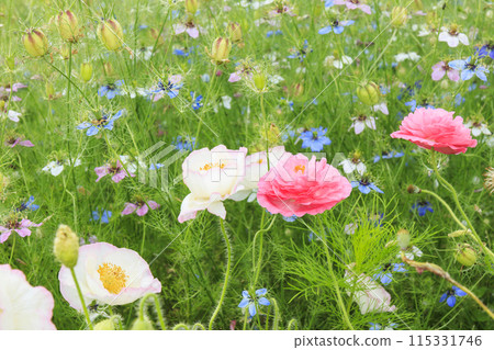 Flower Culture Garden: Early summer flowers in full bloom 115331746