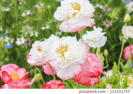 Flower Culture Garden: Early summer flowers in full bloom 115331747