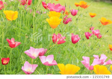 Flower Culture Garden: Early summer flowers in full bloom 115331749