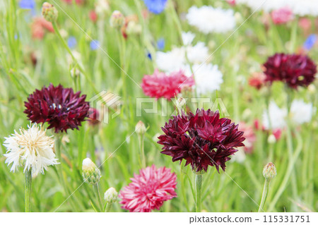Flower Culture Garden: Early summer flowers in full bloom 115331751