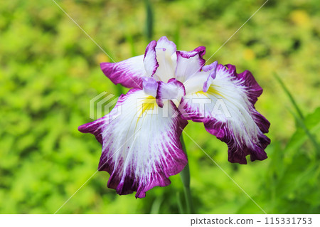 Flower Culture Garden: Early summer flowers in full bloom 115331753