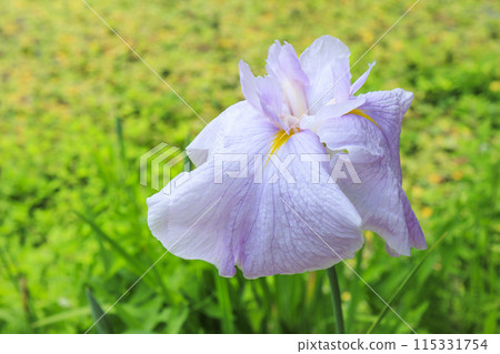 Flower Culture Garden: Early summer flowers in full bloom 115331754