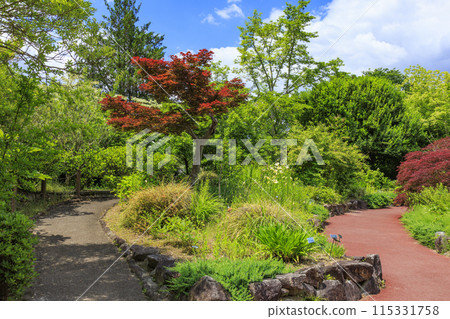 Flower Culture Garden: Early summer flowers in full bloom Flower Culture Garden: Early summer flowers in full bloom 115331758
