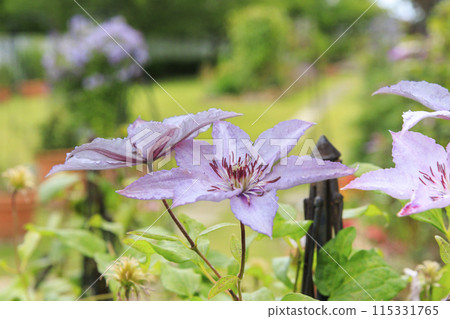 花卉文化園區：初夏鮮花盛開 115331765