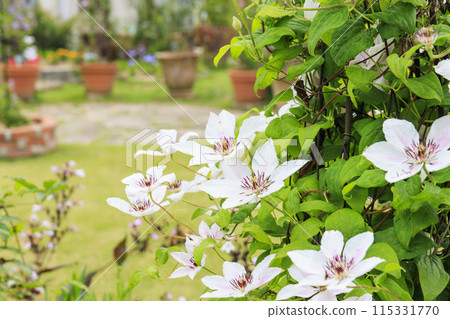 Flower Culture Garden: Early summer flowers in full bloom 115331770