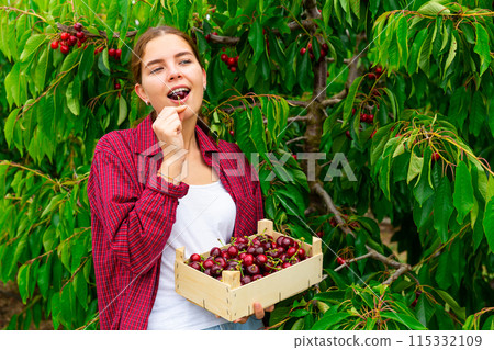 Positive woman harvesting ripe cherry in his orchard on day Positive woman harvesting ripe cherry in his orchard on day 115332109