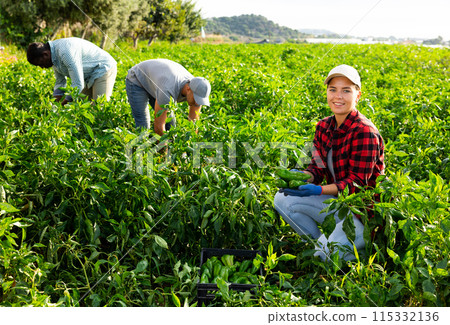 Woman harvesting green bell peppers in farmer field Woman harvesting green bell peppers in farmer field 115332136