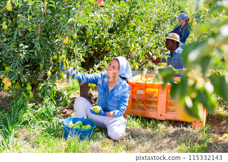 Asian woman orchard owner harvesting ripe pears Asian woman orchard owner harvesting ripe pears 115332143