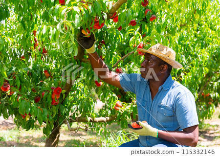 Man working on fruit plantation, gathering peaches 115332146