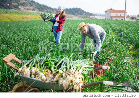 Farmer harvesting green onions on vegetable plantation in spring 115332150