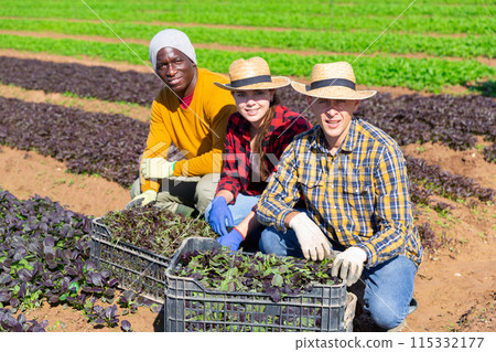 Multinational group of smiling farmers posing with crates at the farm field Multinational group of smiling farmers posing with crates at the farm field 115332177