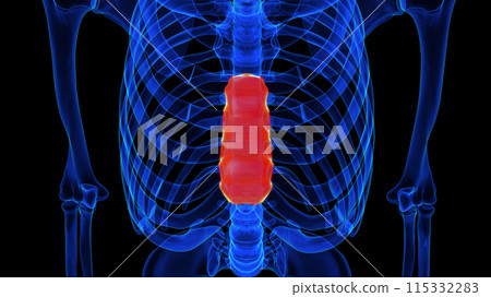 Body of sternum bone anatomy for medical concept 3D rendering 115332283