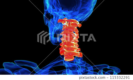 Cervical vertebrae anatomy for medical concept 3D rendering 115332291