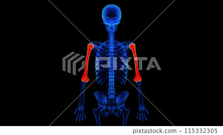 Humerus bone anatomy for medical concept 3D rendering Humerus bone anatomy for medical concept 3D rendering 115332305
