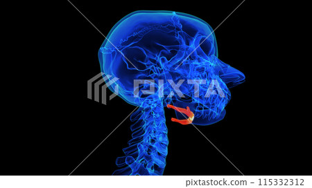 Hyoid bone anatomy for medical concept 3D rendering Hyoid bone anatomy for medical concept 3D rendering 115332312