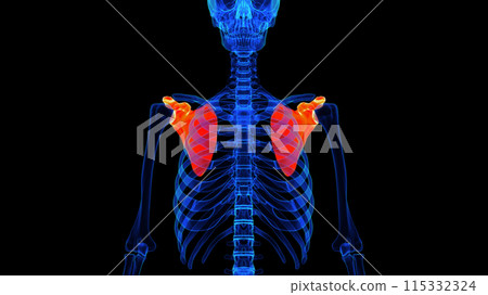 Scapula bone anatomy for medical concept 3D rendering 115332324