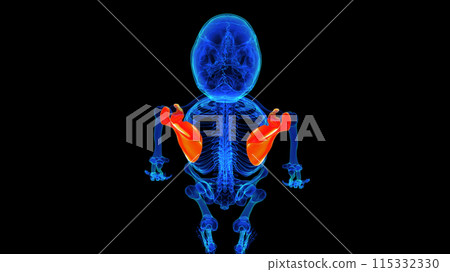 Scapula bone anatomy for medical concept 3D rendering 115332330