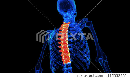 Thoracic vertebrae anatomy 3D rendering for medical concept Thoracic vertebrae anatomy 3D rendering for medical concept 115332331